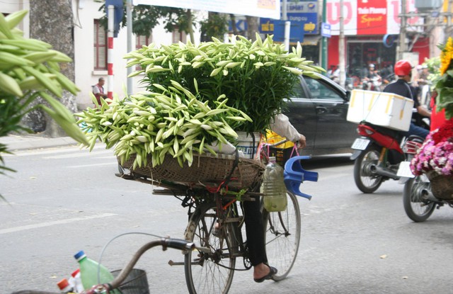 Loa kèn là loài hoa biểu trưng cho tháng 4 ở Hà Nội. Hình minh họa