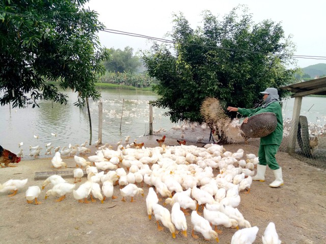 
Đàn vịt hàng nghìn con phát triển trong trang trại. Ảnh: AP.
