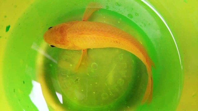 
Con cá rô có màu sắc vàng óng cực lạ anh Nguyễn Nhật vừa bắt được.
