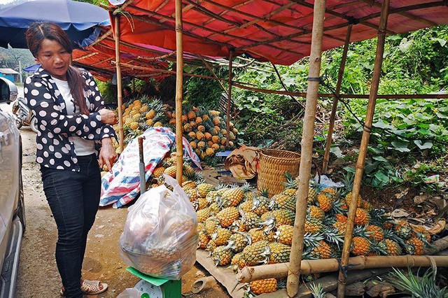 
Cũng như những người dân trồng dứa ở Bản Lầu, chị Phạm Thị Thúy phải tự mang dứa ra quốc lộ bán với giá 3.000 đồng/kg.
