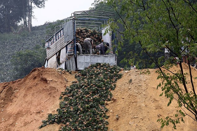 
Một chủ buôn phải thuê người đổ bỏ dứa với giá 1,5 triệu đồng mỗi xe tải với 10 tấn dứa.
