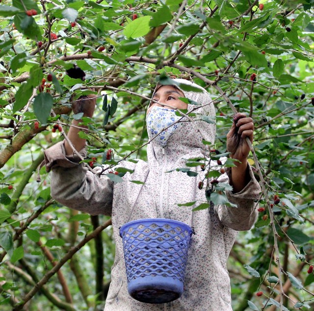 Cô Cẩn (thôn Hiệp Thuận - xã Hiệp Thuận) cho biết: Trồng dâu không quá vất vả, không đầu tư nhiều công sức cũng như các chi phí khác. Mỗi sào 1 năm cũng cho thu hoạch lên đến 10 triệu đồng.