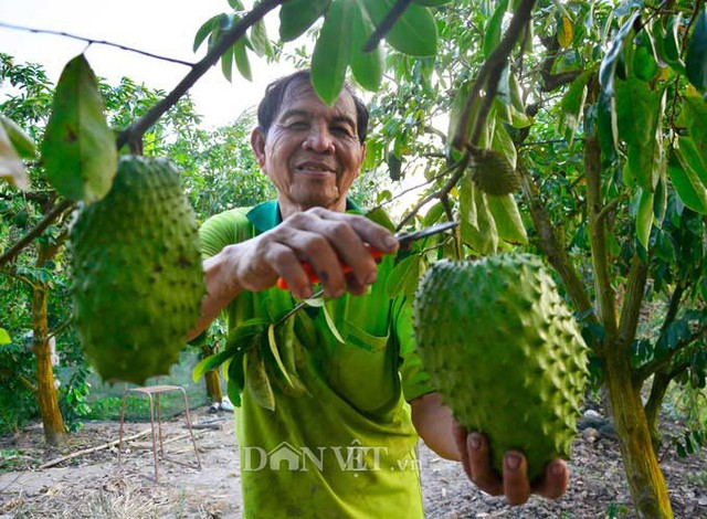 
Được biết, Chi hội Làm vườn ấp Đông Bình, thị trấn Tân Hiệp, huyện Tân Hiệp, tỉnh Kiên Giang hiện có 20 thành viên, với tổng diện tích 2,5ha chuyên canh cây ăn trái các loại. Ảnh: NQ.
