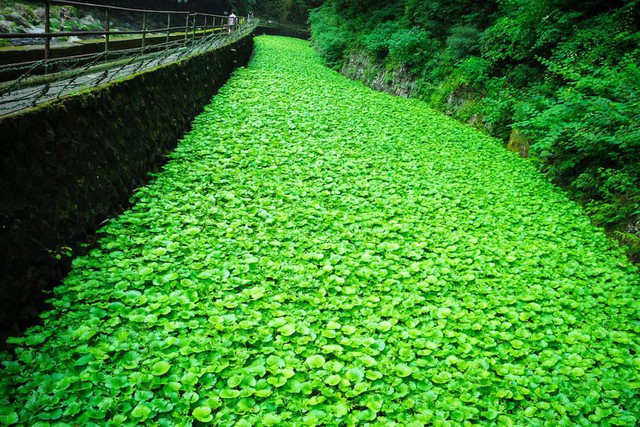 
Theo nghiên cứu, wasabi giúp chữa bệnh ung thư, khử trùng và diệt Wasabi là loài cây mọc tự nhiên dọc theo lòng suối và trong các thung lũng ở triền sông miền núi ở Nhật Bản. Vị cay của wasabi sinh ra hơi có tác dụng kích ứng lên mũi hơn là lên lưỡi.
