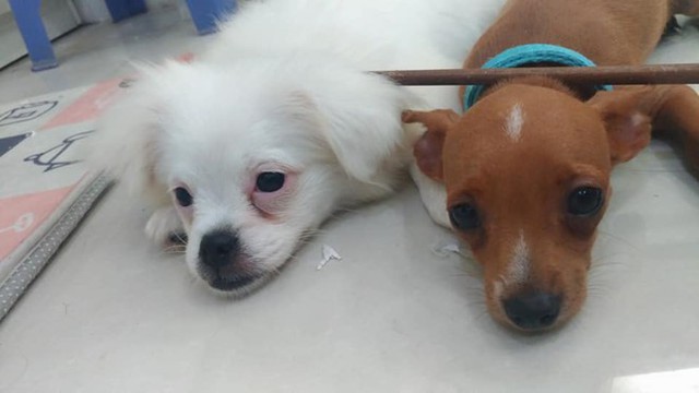 Hai chó cưng của chị T. đã được cho về quê vì nhiều bất tiện khi ở chung cư. Ảnh: NVCC