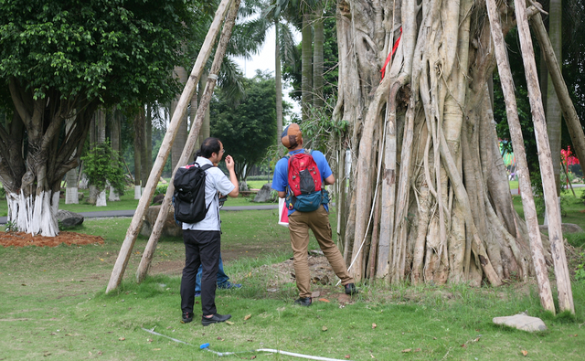 Chuyên gia Nhật khảo sát một cây cổ thụ tiềm năng tại Ecopark có thể trở thành trung tâm cho sân chơi. Nếu nằm trong khu dân cư, sân chơi lại có những điểm rất độc đáo kết hợp với nhiều hoạt động cộng đồng sôi nổi.