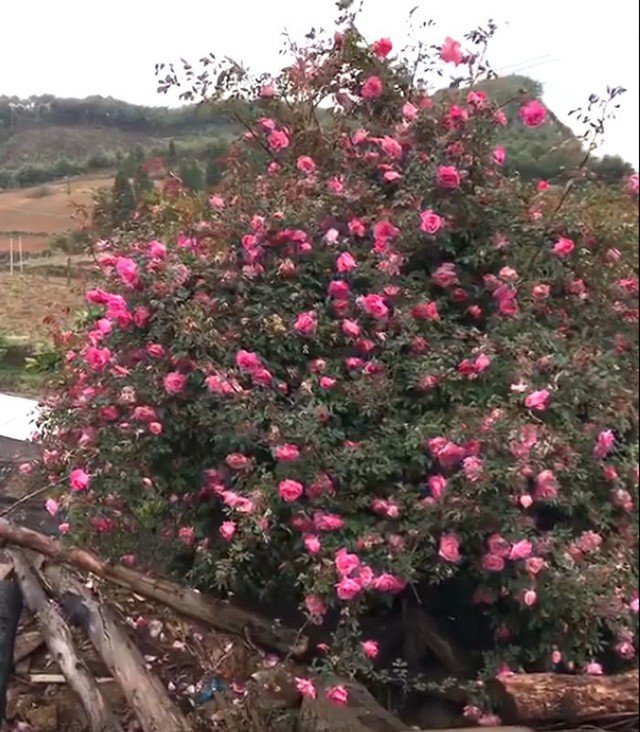 
 Cây hoa hồng khủng
