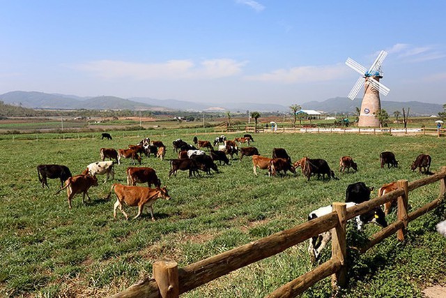 Đàn bò organic trên đồng cỏ tại Trang trại Vinamilk Organic Đà Lạt