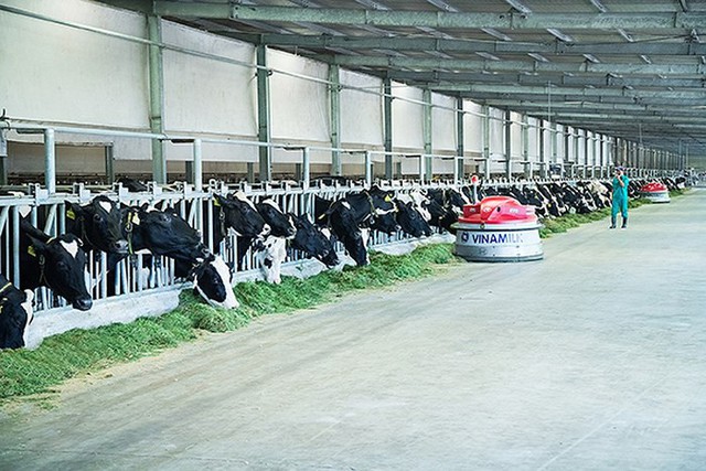 Hệ thống chuồng nuôi tại “resort” bò sữa Tây Ninh được đầu tư công nghệ hiện đại trên thế giới, nổi bật với hệ thống làm mát tự động tiên tiến