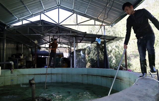 
Nhiều cơ sở nuôi cá hồi bị thiếu nước nghiêm trọng (bể cá của một cơ sở ở khu vực thác Bạc Sa Pa thiếu một nửa nước theo yêu cầu).
