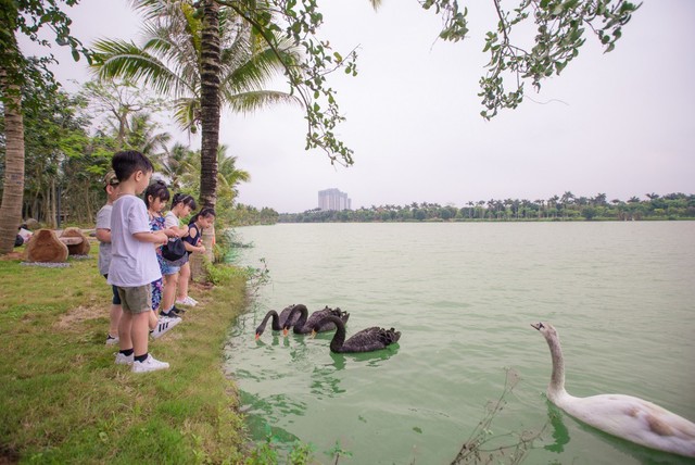 Các bạn nhỏ thích thú khi tận mắt ngắm thiên nga bơi lội trên mặt hồ tại Ecopark