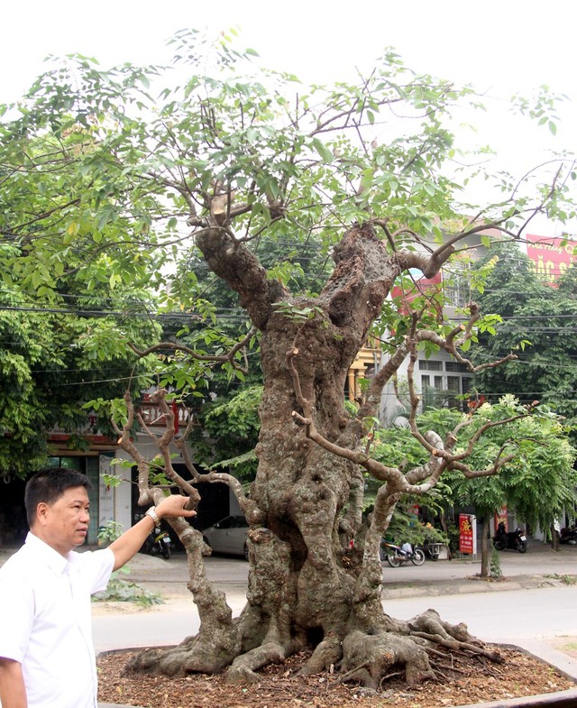 Một cây khế cổ khác vừa được ông Toàn săn đưa về vườn chăm sóc cách đây không lâu. Theo ông tiết lộ, tác phẩm khế cổ này có giá không dưới 5 tỷ đồng.