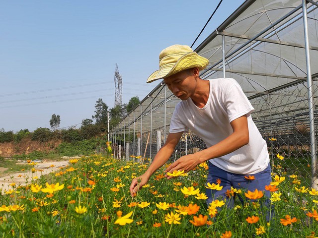 
Theo anh Vinh, mỗi năm trại hoa doanh thu từ hoa đạt khoảng 1 tỷ đồng, sau khi trừ chi ph&iacute; anh thu về khoảng 300 triệu đồng/năm.
