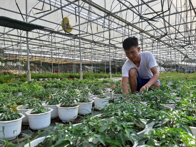 
Anh Vinh đang chăm s&oacute;c những chậu ớt cảnh trong vườn  hoa
