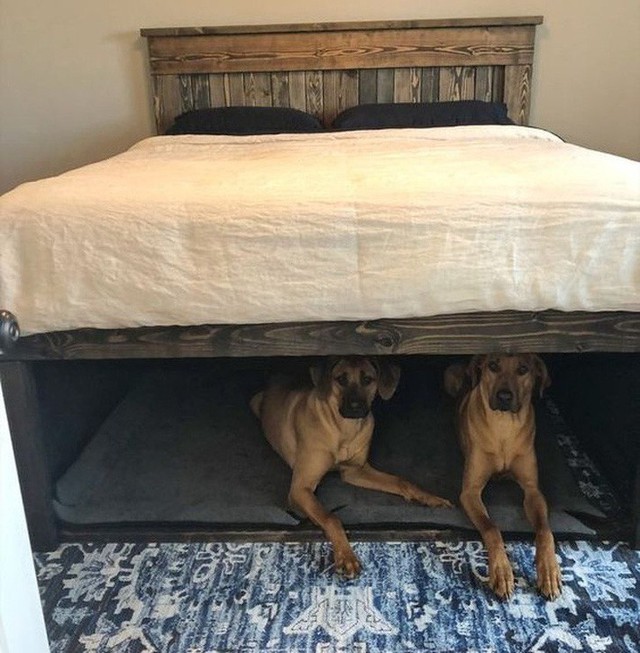 
8. Không gian nghỉ ngơi của những chú chó ngay dưới gầm giường của bạn sẽ khiến mọi người vui vẻ.
