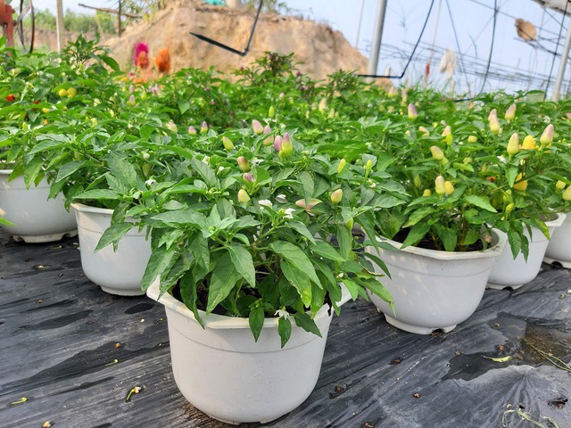 
Những chậu ớt cảnh trong vườn hoa
