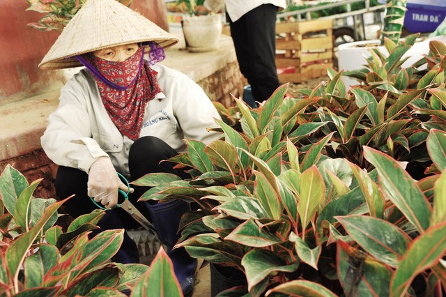 Thợ làm vườn cắt bỏ những lá vàng của cây Phú Quý.