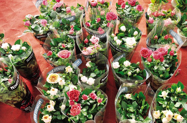 Những chậu hoa hồng được đóng gói sẵn để khách chỉ việc đem về trồng.