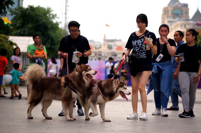 Nhiều người dân vẫn thờ ơ trong việc dắt chó đi dạo mà không đeo rọ mõm ở các khu TTTM, thậm chí nhiều người còn dẫn chó vào các hàng ăn, gây ảnh hưởng tới người khác.(Ảnh:Internet)
