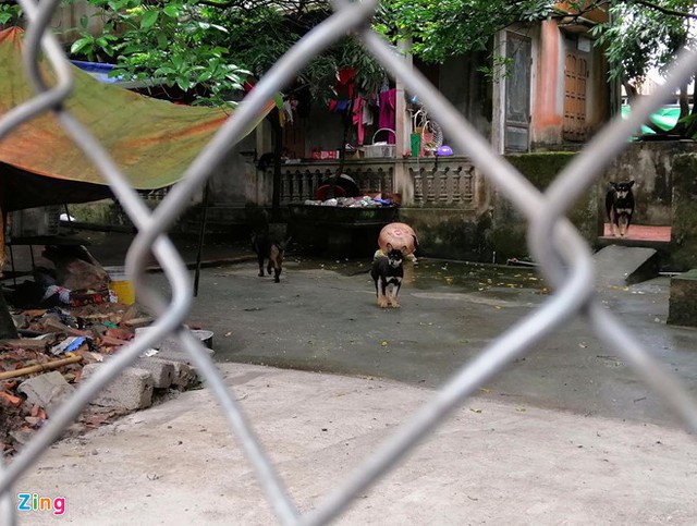 Đàn chó gây ra cái chết cho bé trai 7 tuổi đã bị bắt sáng 6/4. Ảnh: Hoàng Lam.