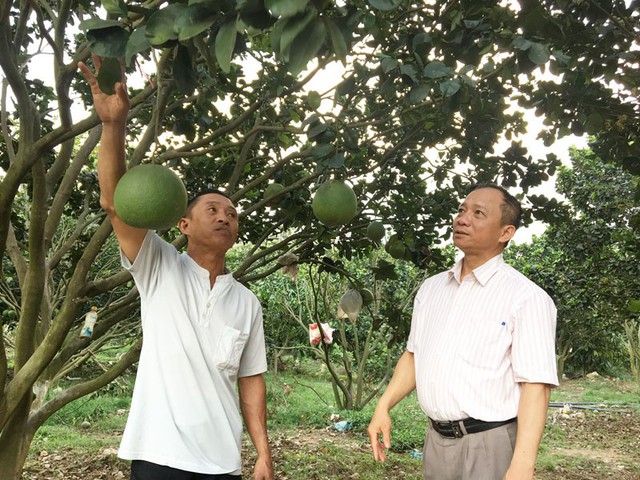 
Anh Lê Văn Hoàng (trái) giới thiệu về mô hình trồng bưởi da xanh, phía dưới tán anh thả heo rừng. Vườn bưởi da xanh của anh đang cho thu nhập gần 1 tỷ đồng/năm.
