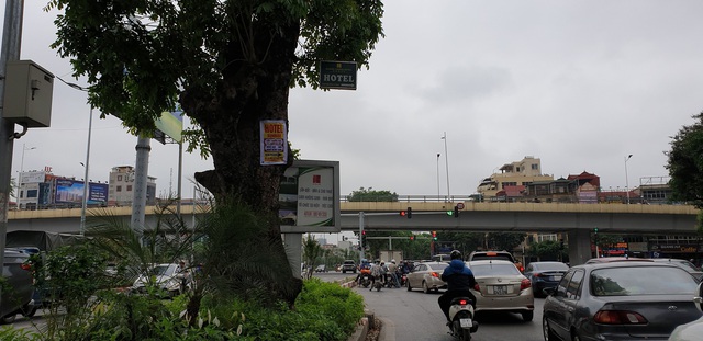 Biển quảng cáo giăng trên cây xanh, khu vực đường Nguyễn Chí Thanh - Láng.
