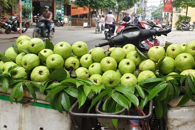 
Ổi mẫu mã đẹp vào vụ có giá bán chỉ 25.000 đồng/kg.&
