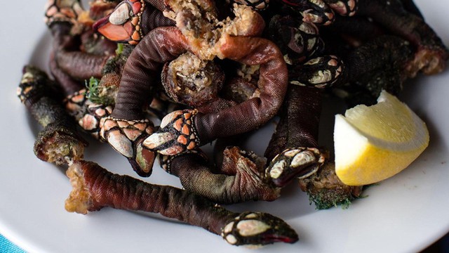 
Loại hải sản này được biết đến với tên gọi Percebes hay còn gọi là đằng hồ hoặc ốc cổ ngỗng.
