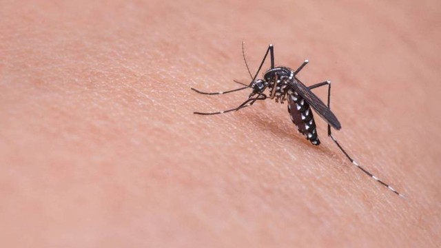 Muỗi vằn Aedes aegypti truyền bệnh sốt xuất huyết