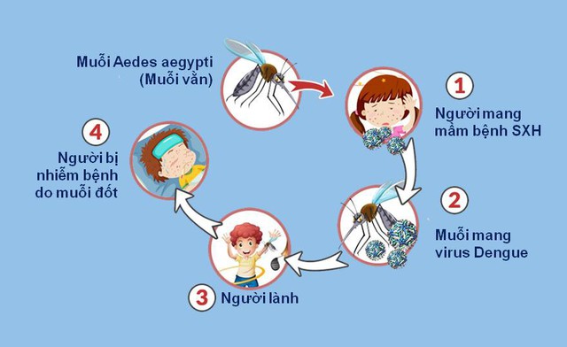 Vòng tuần hoàn của bệnh sốt xuất huyết