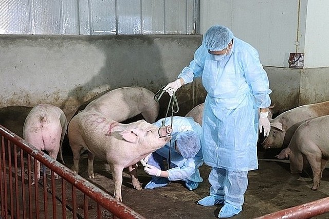 
Nhiều công ty và các trang trại lớn rất mong các giải pháp để tháo gỡ, giúp tiêu thụ thịt lợn an toàn được lưu thông bình thường trên thị trường.
