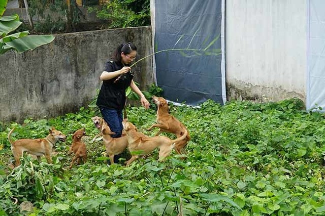 
Ngoài là một dược sĩ, chị Lê Thị Hà (SN 1988) còn sở hữu một trang trại nuôi chó Phú Quốc khoảng 100 cá thể tại ngoại thành Hà Nội có giá trị lên đến hơn tỷ đồng.





Trước đó 10 năm. Đem những am hiểu và ước mơ của mình về loài Khuyển vương của Việt Nam tâm sự với người thân và nhận được sự ủng hộ, chị Hà quyết định gây dựng một trang trại chó Phú Quốc tại Hà Nội.







Để bắt đầu xây dựng trang trại, chị Hà cũng phải chuẩn bị rất nhiều công đoạn, phải học hỏi, tìm hiểu về các quy trình thực hiện trong trại. Theo chị đây là khâu quyết định thành bại của việc nuôi chó.







Sau hơn 10 năm thực hiện, các trang trại của cô gái 8x đã có khoảng 100 chú chó với nhiều độ tuổi khác nhau cũng như đã bán ra được hàng trăm cá thể khác.







Theo chị Hà thì chó Phú Quốc là một trong 3 giống chó trên thế giới có dải lông mọc ngược trên lưng. Đây là giống chó săn quý của đảo Phú Quốc với đặc tính săn bắt, bơi lội rất giỏi và đặc biệt rất khôn lanh, hình thể đẹp.







Thêm nữa, chúng sống rất sạch sẽ, tình cảm, hiền hòa với con người và gắn bó với cuộc sống của người dân trên đảo nên các Khuyển vương rất hiểu ý chủ nuôi.







Mỗi ngày, bà chủ 8x đều dành thời gian chơi đùa và đích thân cho các chú chó ăn, vuốt ve… để tăng sự gắn kết. Qua đây người chủ sẽ hiểu được tính cách, sở thích của chú chó Phú Quốc đó như thế nào để có cách huấn luyện phù hợp.







1 tháng, bà chủ 8x phải bỏ chi phí thức ăn và chăm sóc cho đàn chó tại các trang trại là khoảng 15 triệu đồng.







Tổng thu nhập chưa trừ chi phí từ bán chó giống cũng như nhiều hoạt động khác đã thu về cho chị Hà 1,5 tỷ đồng/năm.







Hiện nay, chị Hà cùng Hiệp hội chó giống Phú Quốc đang tiến hành đăng ký Khuyển vương với Hiệp hội chó giống quốc tế để đưa chó Phú Quốc vào danh sách chính thức trên thế giới.


