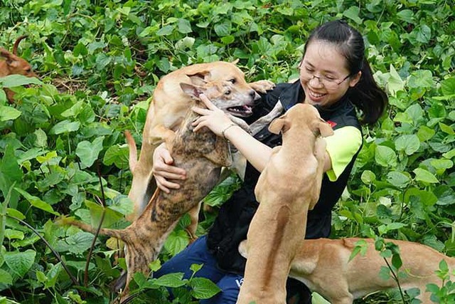 
Trước đó 10 năm. Đem những am hiểu và ước mơ của mình về loài Khuyển vương của Việt Nam tâm sự với người thân và nhận được sự ủng hộ, chị Hà quyết định gây dựng một trang trại chó Phú Quốc tại Hà Nội.
