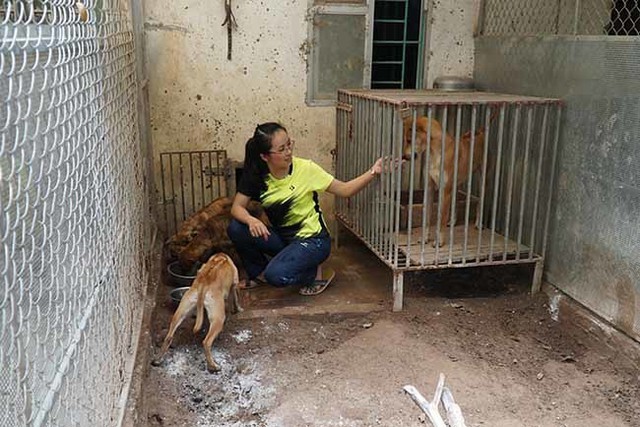 
Sau hơn 10 năm thực hiện, các trang trại của cô gái 8x đã có khoảng 100 chú chó với nhiều độ tuổi khác nhau cũng như đã bán ra được hàng trăm cá thể khác.
