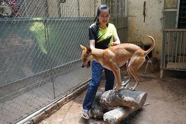 
Theo chị Hà thì chó Phú Quốc là một trong 3 giống chó trên thế giới có dải lông mọc ngược trên lưng. Đây là giống chó săn quý của đảo Phú Quốc với đặc tính săn bắt, bơi lội rất giỏi và đặc biệt rất khôn lanh, hình thể đẹp.
