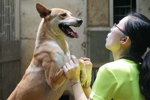 
Thêm nữa, chúng sống rất sạch sẽ, tình cảm, hiền hòa với con người và gắn bó với cuộc sống của người dân trên đảo nên các Khuyển vương rất hiểu ý chủ nuôi.
