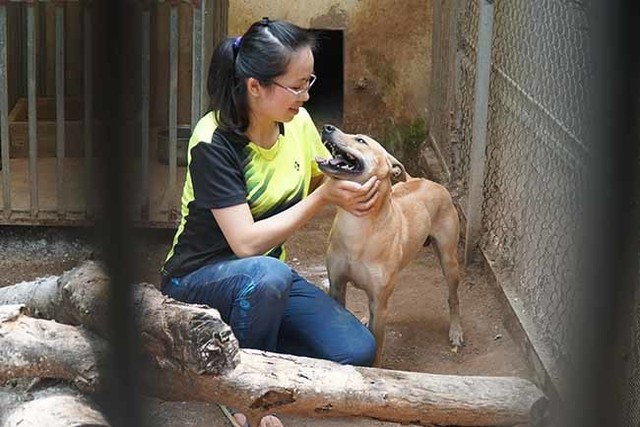 
1 tháng, bà chủ 8x phải bỏ chi phí thức ăn và chăm sóc cho đàn chó tại các trang trại là khoảng 15 triệu đồng.
