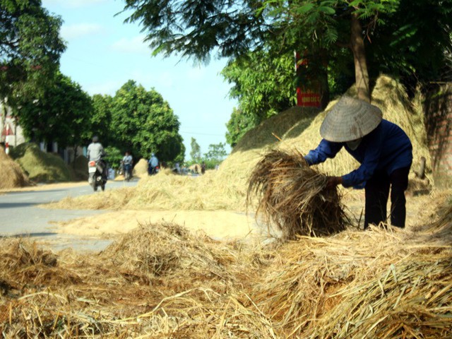 
Phơi rơm rạ trên đường tiềm ẩn rất nhiều nguy cơ gây hại. Ảnh: TL
