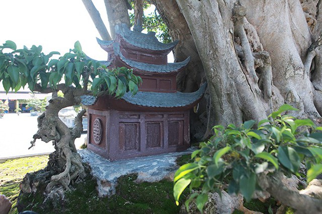 Bên dưới gốc cây anh Dần trồng thêm 4 cây sanh nhỏ ở 4 góc và tạo thêm một ngôi chùa nhỏ.