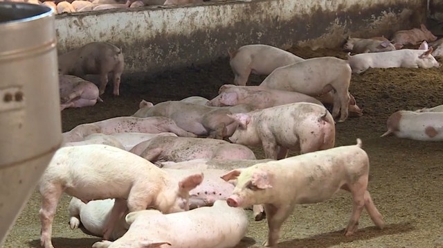 Nhiều hộ dân chăn nuôi tại huyện Vị Xuyên, tỉnh Hà Giang không khỏi lo lắng khi dịch tả lợn châu Phi xâm nhiễm lần đầu vào địa bàn, đặc biệt là trước tình hình dịch đang bùng phát trên cả nước.