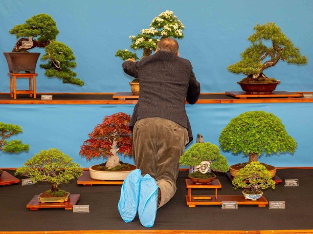Lễ hội cũng có khu riêng dành cho các cây cảnh được chăm sóc theo nghệ thuật bonsai của Nhật Bản. Ảnh: Getty.