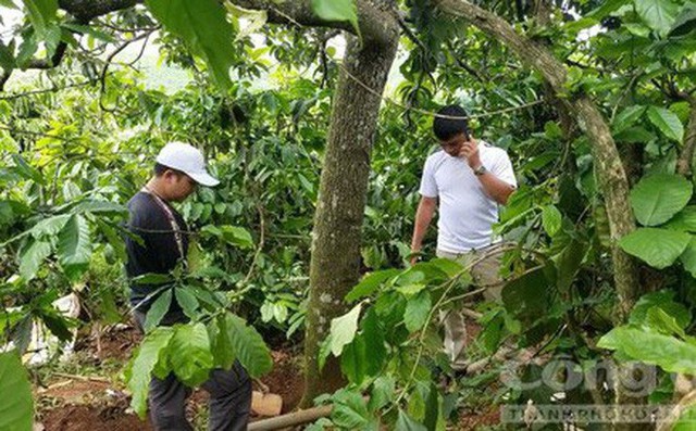 
Thiếu tá Phạm Ngọc Đằng – Đội trưởng Đội trọng án Phòng CSHS Công an Lâm Đồng (áo trắng) và trinh sát đang tìm chiếc ĐTDĐ của nạn nhân tại vườn cà phê

