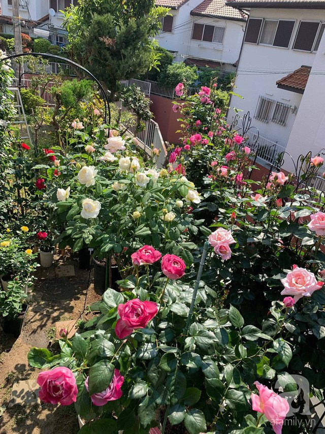 
Vườn hồng rực rỡ.
