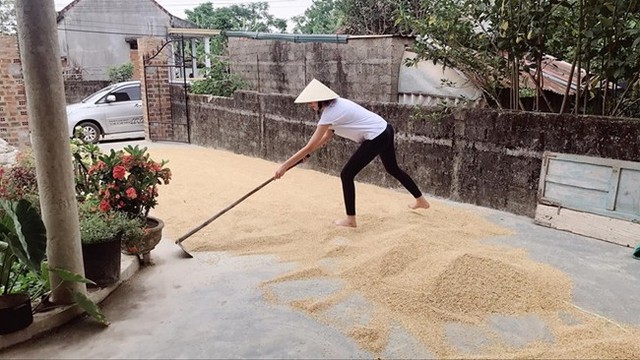 Hình ảnh Lê Thúy đội nón, chạy ra sân cào lúa đang phơi khi trời sắp đổ cơn mưa khiến nhiều người thích thú. Vốn xuất thân từ nhà nông, đây là những công việc quen thuộc với Lê Thúy.
