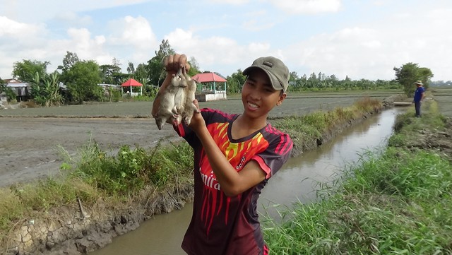 
Trẻ em rất thích thú khi tham gia cùng người lớn đào bắt chuột đồng. Và thành quả là những con chuột bị bắt làm các em rất thích thú.
