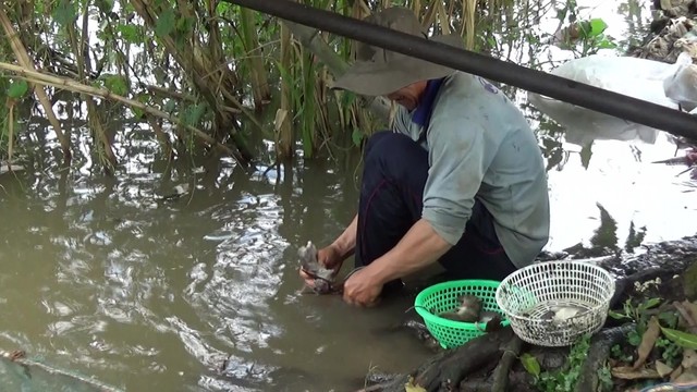 
Nếu bắt được ít, các thợ thường tranh thủ làm sạch chuột để chế biến món ăn.
