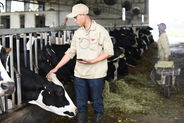 
Hòa cùng dòng chảy 4.0, Cô Gái Hà Lan đã “công nghệ hóa” việc chăm sóc đàn bò bằng ứng dụng My dairy farm đầy hữu ích
