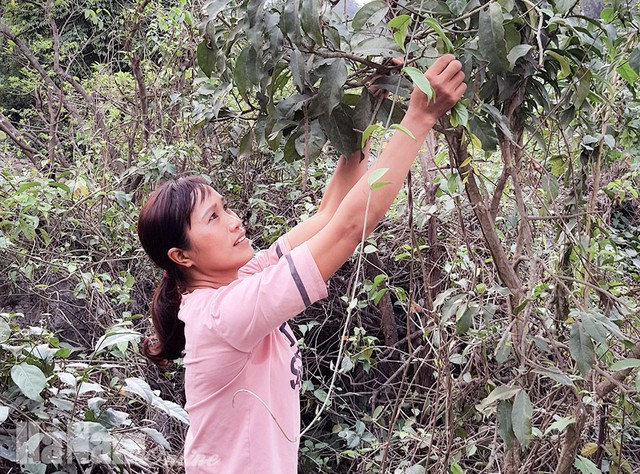 Chị Thủy hái sắng cây trong vườn nhà. Rau sắng cây có thời điểm bán rất đắt, tới 300 ngàn đồng/kg, thường thì giá 180 ngàn đồng/kg.