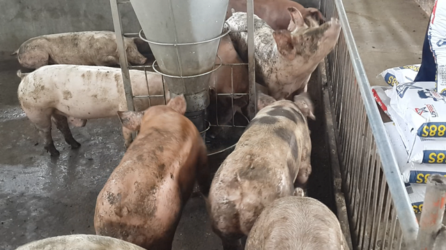 Hà Nội tiếp tục phát sinh thêm 280 hộ có bệnh dịch tả lợn châu Phi, làm mắc bệnh và buộc tiêu huỷ 4.626 con lợn.