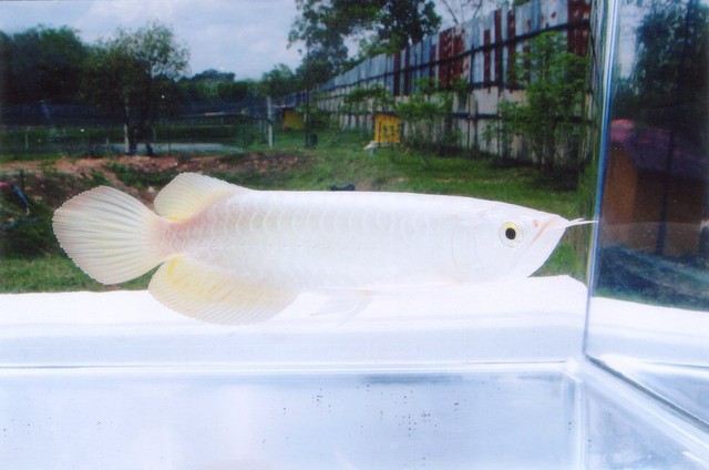 Màu bạch kim tuyệt đẹp của loài cá này cũng là kết quả của một đột biến gen rất hiếm.